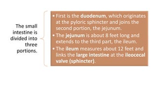 The small
intestine is
divided into
three
portions.
• First is the duodenum, which originates
at the pyloric sphincter and joins the
second portion, the jejunum.
• The jejunum is about 8 feet long and
extends to the third part, the ileum.
• The ileum measures about 12 feet and
links the large intestine at the ileocecal
valve (sphincter).
 