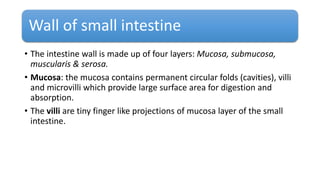 Wall of small intestine
• The intestine wall is made up of four layers: Mucosa, submucosa,
muscularis & serosa.
• Mucosa: the mucosa contains permanent circular folds (cavities), villi
and microvilli which provide large surface area for digestion and
absorption.
• The villi are tiny finger like projections of mucosa layer of the small
intestine.
 