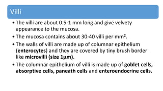 Villi
• The villi are about 0.5-1 mm long and give velvety
appearance to the mucosa.
• The mucosa contains about 30-40 villi per mm2.
• The walls of villi are made up of columnar epithelium
(enterocytes) and they are covered by tiny brush border
like microvilli (size 1µm).
• The columnar epithelium of villi is made up of goblet cells,
absorptive cells, paneath cells and enteroendocrine cells.
 