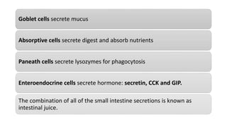 Goblet cells secrete mucus
Absorptive cells secrete digest and absorb nutrients
Paneath cells secrete lysozymes for phagocytosis
Enteroendocrine cells secrete hormone: secretin, CCK and GIP.
The combination of all of the small intestine secretions is known as
intestinal juice.
 