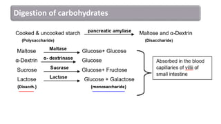 Digestion of carbohydrates
 