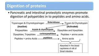 Digestion of proteins
• Pancreatic and intestinal proteolytic enzymes promote
digestion of polypetides in to peptides and amino acids.
 