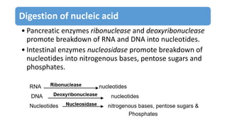Digestion of nucleic acid
• Pancreatic enzymes ribonuclease and deoxyribonuclease
promote breakdown of RNA and DNA into nucleotides.
• Intestinal enzymes nucleosidase promote breakdown of
nucleotides into nitrogenous bases, pentose sugars and
phosphates.
 