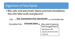 Digestion of fats/lipids
•Bile salts and pancreatic lipase promote breakdown
fats into fatty acids and glycerol.
 