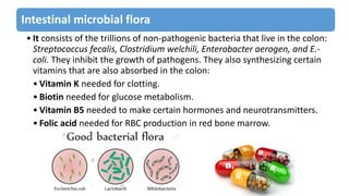 Intestinal microbial flora
• It consists of the trillions of non-pathogenic bacteria that live in the colon:
Streptococcus fecalis, Clostridium welchili, Enterobacter aerogen, and E.-
coli. They inhibit the growth of pathogens. They also synthesizing certain
vitamins that are also absorbed in the colon:
• Vitamin K needed for clotting.
• Biotin needed for glucose metabolism.
• Vitamin B5 needed to make certain hormones and neurotransmitters.
• Folic acid needed for RBC production in red bone marrow.
 