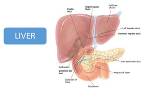 LIVER
 
