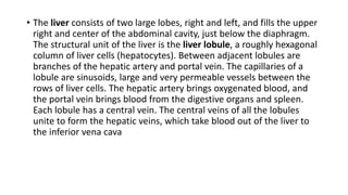 • The liver consists of two large lobes, right and left, and fills the upper
right and center of the abdominal cavity, just below the diaphragm.
The structural unit of the liver is the liver lobule, a roughly hexagonal
column of liver cells (hepatocytes). Between adjacent lobules are
branches of the hepatic artery and portal vein. The capillaries of a
lobule are sinusoids, large and very permeable vessels between the
rows of liver cells. The hepatic artery brings oxygenated blood, and
the portal vein brings blood from the digestive organs and spleen.
Each lobule has a central vein. The central veins of all the lobules
unite to form the hepatic veins, which take blood out of the liver to
the inferior vena cava
 