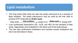 Lipid metabolism
 The long chains fatty acids are split into acetyl coenzyme-A by a process of
Beta oxidation. The acetyl coenzyme-A may be used by the liver cells to
produce ATP molecules by Krebs cycle.
Fatty acids beta-oxidation acetyl co-A Krebs cycle energy ATP
 Liver synthesizes lipoproteins LDL, VLDL and HDL for the transport of fatty
acids, triglycerides and cholesterol in the blood and to the body tissues.
 The liver also synthesizes cholesterol and excretes excess cholesterol into
bile to be eliminated in feces.
 