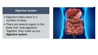 Digestive System
• Digestion takes place in a
number of steps.
• There are several organs in the
body that help digestion.
Together, they make up our
digestive system.
 