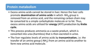 Protein metabolism
• Excess amino acids cannot be stored in liver. Hence the liver cells
promote deamination of amino acids in which -NH2 group is
removed from an amino acid, and the remaining carbon chain may
be converted to a simple carbohydrate molecule or to fat. Thus,
excess amino acids are utilized for energy (ATP) production by Krebs
cycle.
• This process produces ammonia as a waste product, which is
converted into urea (harmless) that is then excreted in urine.
• The liver regulates levels of amino acids by transamination, i.e. the
transfer of an amino group (-NH2) from an amino acid to another to
form new amino acid molecule.
 