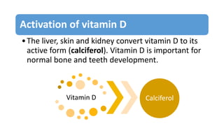 Activation of vitamin D
•The liver, skin and kidney convert vitamin D to its
active form (calciferol). Vitamin D is important for
normal bone and teeth development.
Vitamin D Calciferol
 