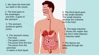 1. We chew the food with
our teeth in the mouth.
2. The food goes to
the esophagus
and then, it goes to
the stomach.
3. The stomach
produces gastric
juices.
4. The stomach mixes:
- The food.
- The gastric juices.
- The juices from the liver.
- The juices from the
pancreas.
It makes a thick liquid.
5. The thick liquid goes
to the small intestine.
The small intestine
absorbs the nutrients
from the food.
6. The large intestine:
- Stores the matter that
we don’t need (faeces).
- Absorbs water.
7. The faeces are
released through the
anus.
 
