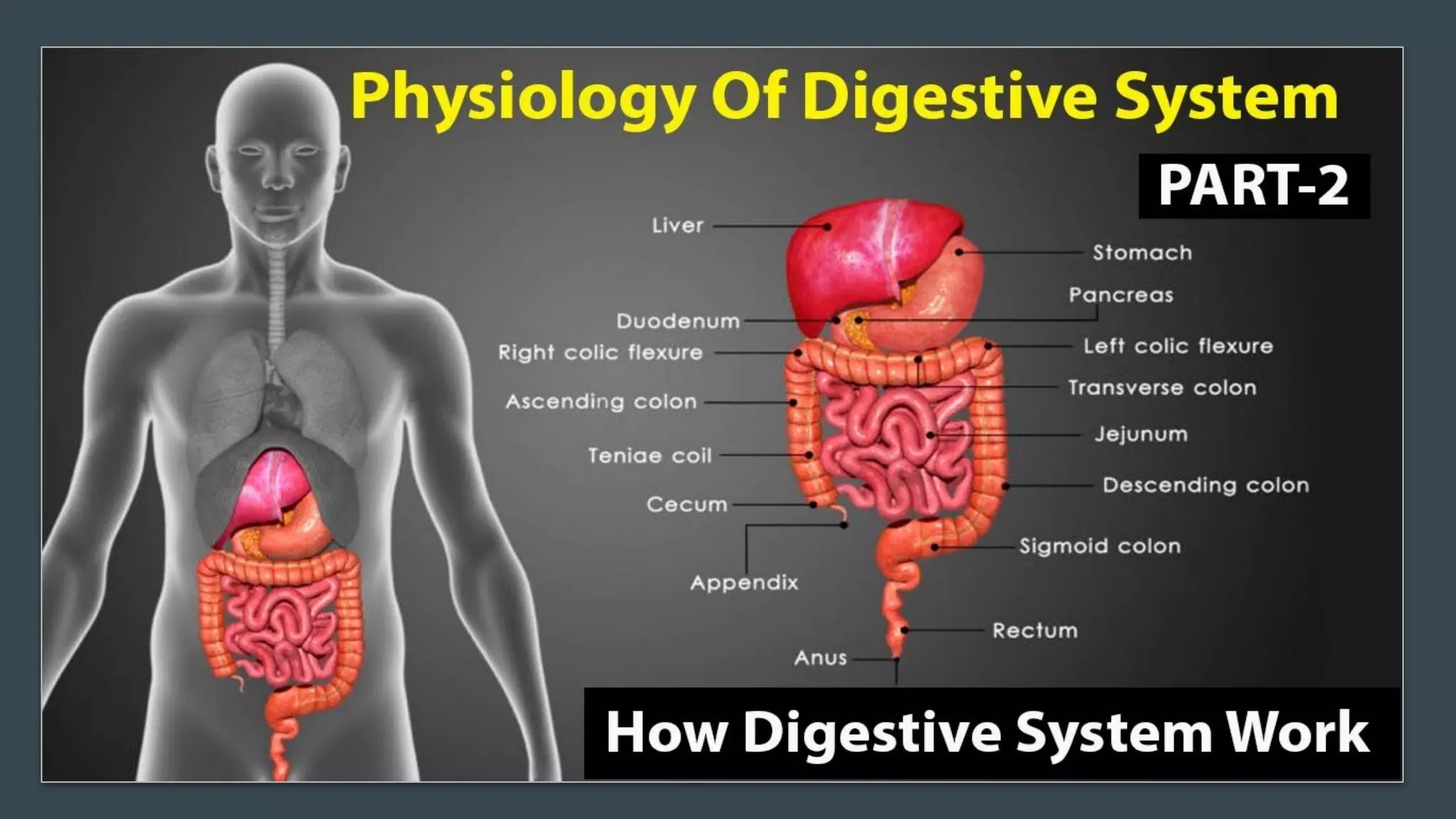 DIGESTIVE SYSTEM.pdf