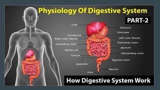 An organ that is part of
the digestive system. The
stomach helps digest food by
mixing it with digestive
juices and churni...