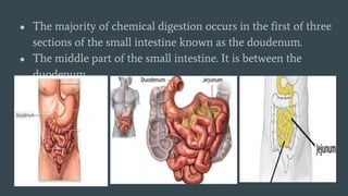 ● The majority of chemical digestion occurs in the first of three
sections of the small intestine known as the doudenum.
● The middle part of the small intestine. It is between the
duodenum
 