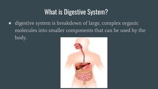 What is Digestive System?
● digestive system is breakdown of large, complex organic
molecules into smaller components that can be used by the
body.
 