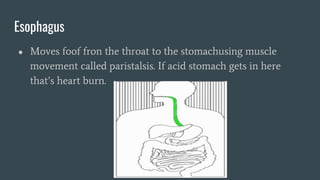 Esophagus
● Moves foof fron the throat to the stomachusing muscle
movement called paristalsis. If acid stomach gets in here
that’s heart burn.
 