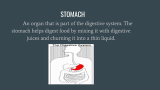 An organ that is part of the digestive system. The
stomach helps digest food by mixing it with digestive
juices and churning it into a thin liquid.
STOMACH
 
