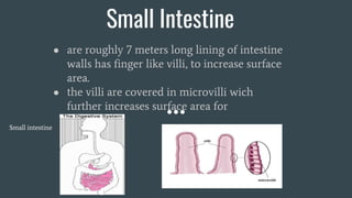 Small Intestine
● are roughly 7 meters long lining of intestine
walls has finger like villi, to increase surface
area.
● the villi are covered in microvilli wich
further increases surface area for
absorption.
Small intestine
 