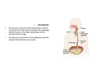 • THE PHARYNX
• The pharynx is the part of the throat that is behind
the mouth and nasal cavity and above the esophagus
and the larynx, or the tubes going down to the
stomach and the lungs.
• The pharynx is the portion of the digestive tract that
receives the food from your mouth.
 