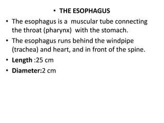 • THE ESOPHAGUS
• The esophagus is a muscular tube connecting
the throat (pharynx) with the stomach.
• The esophagus runs behind the windpipe
(trachea) and heart, and in front of the spine.
• Length :25 cm
• Diameter:2 cm
 
