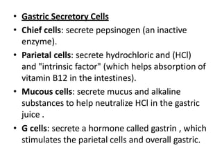 • Gastric Secretory Cells
• Chief cells: secrete pepsinogen (an inactive
enzyme).
• Parietal cells: secrete hydrochloric and (HCl)
and "intrinsic factor" (which helps absorption of
vitamin B12 in the intestines).
• Mucous cells: secrete mucus and alkaline
substances to help neutralize HCl in the gastric
juice .
• G cells: secrete a hormone called gastrin , which
stimulates the parietal cells and overall gastric.
 