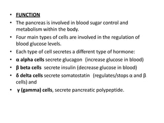 • FUNCTION
• The pancreas is involved in blood sugar control and
metabolism within the body.
• Four main types of cells are involved in the regulation of
blood glucose levels.
• Each type of cell secretes a different type of hormone:
• α alpha cells secrete glucagon (increase glucose in blood)
• β beta cells secrete insulin (decrease glucose in blood)
• δ delta cells secrete somatostatin (regulates/stops α and β
cells) and
• γ (gamma) cells, secrete pancreatic polypeptide.
 