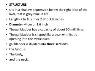 • STRUCTURE
• sits in a shallow depression below the right lobe of the
liver, that is grey-blue in life.
• Length-7 to 10 cm or 2.8 to 3.9 inches
• Diameter -4 cm or 1.6 inch
• The gallbladder has a capacity of about 50 millilitres
• The gallbladder is shaped like a pear, with its tip
opening into the cystic duct.
• gallbladder is divided into three sections:
• the fundus,
• The body,
• and the neck.
 
