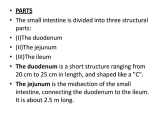 • PARTS
• The small intestine is divided into three structural
parts:
• (I)The duodenum
• (II)The jejunum
• (III)The ileum
• The duodenum is a short structure ranging from
20 cm to 25 cm in length, and shaped like a "C".
• The jejunum is the midsection of the small
intestine, connecting the duodenum to the ileum.
It is about 2.5 m long.
 