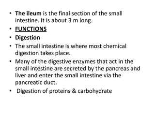 • The ileum is the final section of the small
intestine. It is about 3 m long.
• FUNCTIONS
• Digestion
• The small intestine is where most chemical
digestion takes place.
• Many of the digestive enzymes that act in the
small intestine are secreted by the pancreas and
liver and enter the small intestine via the
pancreatic duct.
• Digestion of proteins & carbohydrate
 