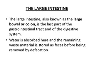 THE LARGE INTESTINE
• The large intestine, also known as the large
bowel or colon, is the last part of the
gastrointestinal tract and of the digestive
system.
• Water is absorbed here and the remaining
waste material is stored as feces before being
removed by defecation.
 