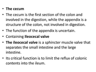 • The cecum
• The cecum is the first section of the colon and
involved in the digestion, while the appendix is a
structure of the colon, not involved in digestion.
• The function of the appendix is uncertain.
• Containing Ileocecal valve
• The ileocecal valve is a sphincter muscle valve that
separates the small intestine and the large
intestine.
• Its critical function is to limit the reflux of colonic
contents into the ileum.
 