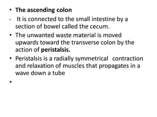 • The ascending colon
• It is connected to the small intestine by a
section of bowel called the cecum.
• The unwanted waste material is moved
upwards toward the transverse colon by the
action of peristalsis.
• Peristalsis is a radially symmetrical contraction
and relaxation of muscles that propagates in a
wave down a tube
•
 