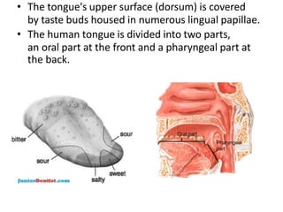 • The tongue's upper surface (dorsum) is covered
by taste buds housed in numerous lingual papillae.
• The human tongue is divided into two parts,
an oral part at the front and a pharyngeal part at
the back.
 