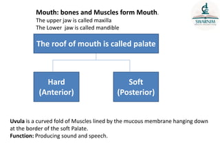 Mouth: bones and Muscles form Mouth.
The upper jaw is called maxilla
The Lower jaw is called mandible
The roof of mouth is called palate
Hard
(Anterior)
Soft
(Posterior)
Uvula is a curved fold of Muscles lined by the mucous membrane hanging down
at the border of the soft Palate.
Function: Producing sound and speech.
 