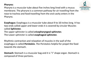 Pharynx:
Pharynx is a muscular tube about five inches long lined with a mucus
membrane. The pharynx is a common pathway for air travelling from the
nose to trachea and food travelling from the oral cavity enters in the
Pharynx.
Esophagus: Esophagus is a muscular tube about 9 to 10 inches long. It has
two ends called upper and lower ends it is covered by circular Muscles
called Sphincter.
The upper sphincter is called cricopharyngeal sphincter.
The Lower sphincter is called esophageal sphincter.
Rhythmic contraction and relaxation of muscles in the wall of the
esophagus is called Peristalsis. The Peristalsis helpful for propel the food
towards the stomach.
Stomach: Stomach is a muscular bag and it is "J" shape organ. Stomach is
composed of three portions.
 
