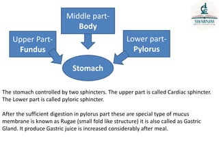 Middle part-
Body
Upper Part-
Fundus
Lower part-
Pylorus
Stomach
The stomach controlled by two sphincters. The upper part is called Cardiac sphincter.
The Lower part is called pyloric sphincter.
After the sufficient digestion in pylorus part these are special type of mucus
membrane is known as Rugae (small fold like structure) it is also called as Gastric
Gland. It produce Gastric juice is increased considerably after meal.
 