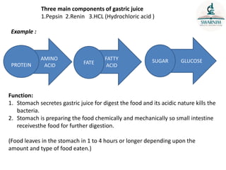 Three main components of gastric juice
1.Pepsin 2.Renin 3.HCL (Hydrochloric acid )
AMINO
ACID
FATTY
ACID
GLUCOSE
PROTEIN
SUGAR
FATE
Function:
1. Stomach secretes gastric juice for digest the food and its acidic nature kills the
bacteria.
2. Stomach is preparing the food chemically and mechanically so small intestine
receivesthe food for further digestion.
(Food leaves in the stomach in 1 to 4 hours or longer depending upon the
amount and type of food eaten.)
Example :
 