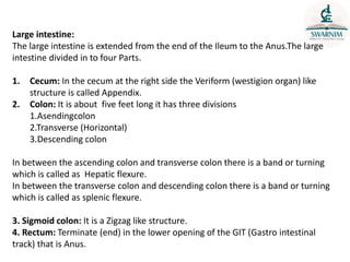 Large intestine:
The large intestine is extended from the end of the Ileum to the Anus.The large
intestine divided in to four Parts.
1. Cecum: In the cecum at the right side the Veriform (westigion organ) like
structure is called Appendix.
2. Colon: It is about five feet long it has three divisions
1.Asendingcolon
2.Transverse (Horizontal)
3.Descending colon
In between the ascending colon and transverse colon there is a band or turning
which is called as Hepatic flexure.
In between the transverse colon and descending colon there is a band or turning
which is called as splenic flexure.
3. Sigmoid colon: It is a Zigzag like structure.
4. Rectum: Terminate (end) in the lower opening of the GIT (Gastro intestinal
track) that is Anus.
 