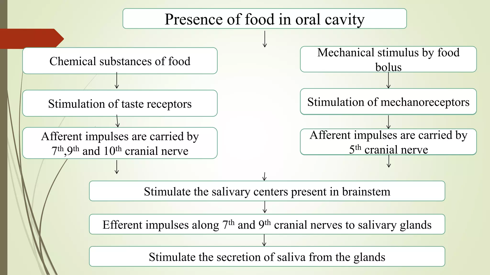 Stimulate the salivary centers present in brainstem
Presence of food in oral cavity
Mechanical stimulus by food
bolus
Chemical substances of food
Stimulation of taste receptors
Afferent impulses are carried by
7th,9th and 10th cranial nerve
Stimulation of mechanoreceptors
Afferent impulses are carried by 5th
cranial nerve
Efferent impulses along 7th and 9th cranial nerves to salivary glands
Stimulate the secretion of saliva from the glands
Stimulation of mechanoreceptors
Afferent impulses are carried by
5th cranial nerve
 
