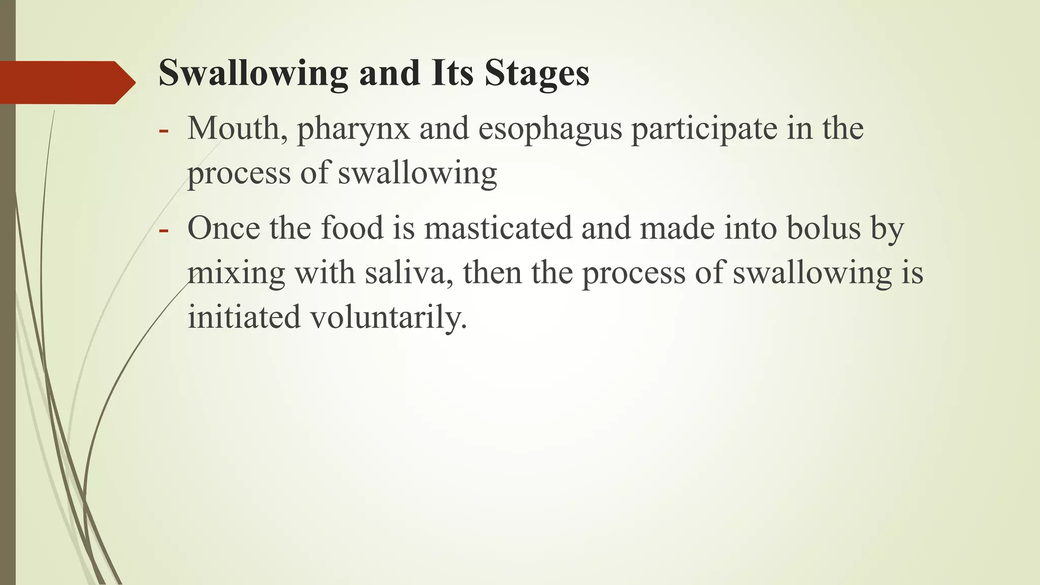 Swallowing and Its Stages
- Mouth, pharynx and esophagus participate in the
process of swallowing
- Once the food is masticated and made into bolus by
mixing with saliva, then the process of swallowing is
initiated voluntarily.
 