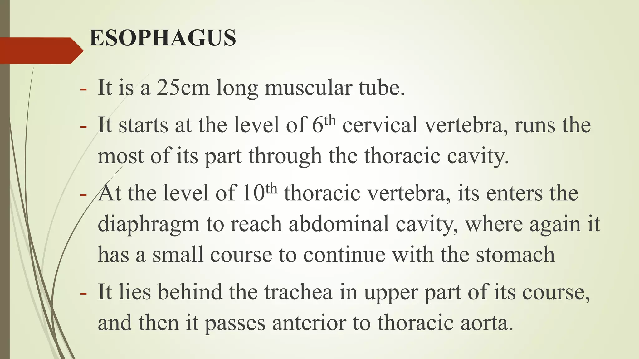 ESOPHAGUS
- It is a 25cm long muscular tube.
- It starts at the level of 6th cervical vertebra, runs the
most of its part through the thoracic cavity.
- At the level of 10th thoracic vertebra, its enters the
diaphragm to reach abdominal cavity, where again it
has a small course to continue with the stomach
- It lies behind the trachea in upper part of its course,
and then it passes anterior to thoracic aorta.
 