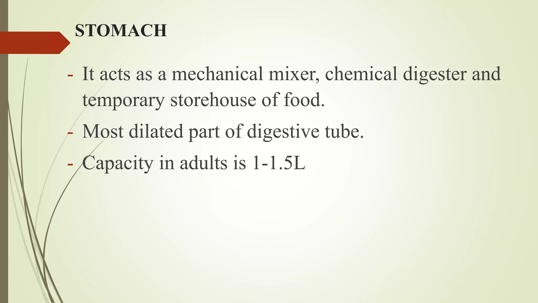 STOMACH
- It acts as a mechanical mixer, chemical digester and
temporary storehouse of food.
- Most dilated part of digestive tube.
- Capacity in adults is 1-1.5L
 