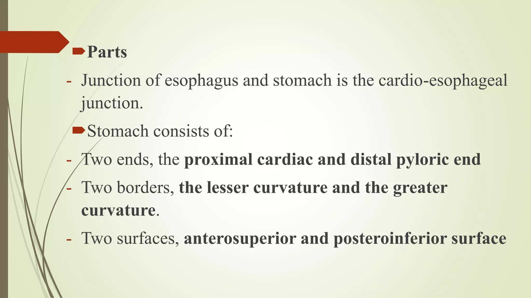 Parts
- Junction of esophagus and stomach is the cardio-esophageal
junction.
Stomach consists of:
- Two ends, the proximal cardiac and distal pyloric end
- Two borders, the lesser curvature and the greater
curvature.
- Two surfaces, anterosuperior and posteroinferior surface
 