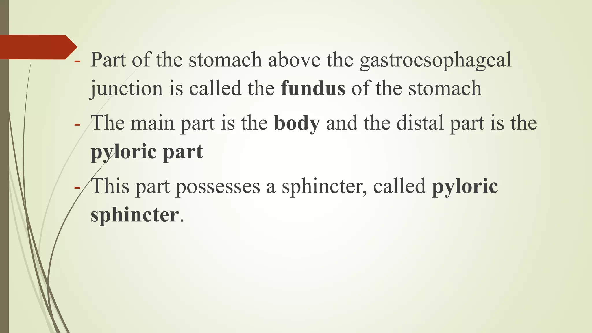 - Part of the stomach above the gastroesophageal
junction is called the fundus of the stomach
- The main part is the body and the distal part is the
pyloric part
- This part possesses a sphincter, called pyloric
sphincter.
 