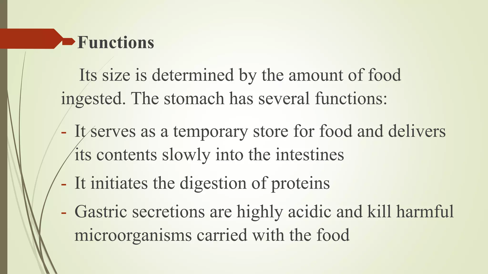 Functions
Its size is determined by the amount of food
ingested. The stomach has several functions:
- It serves as a temporary store for food and delivers
its contents slowly into the intestines
- It initiates the digestion of proteins
- Gastric secretions are highly acidic and kill harmful
microorganisms carried with the food
 