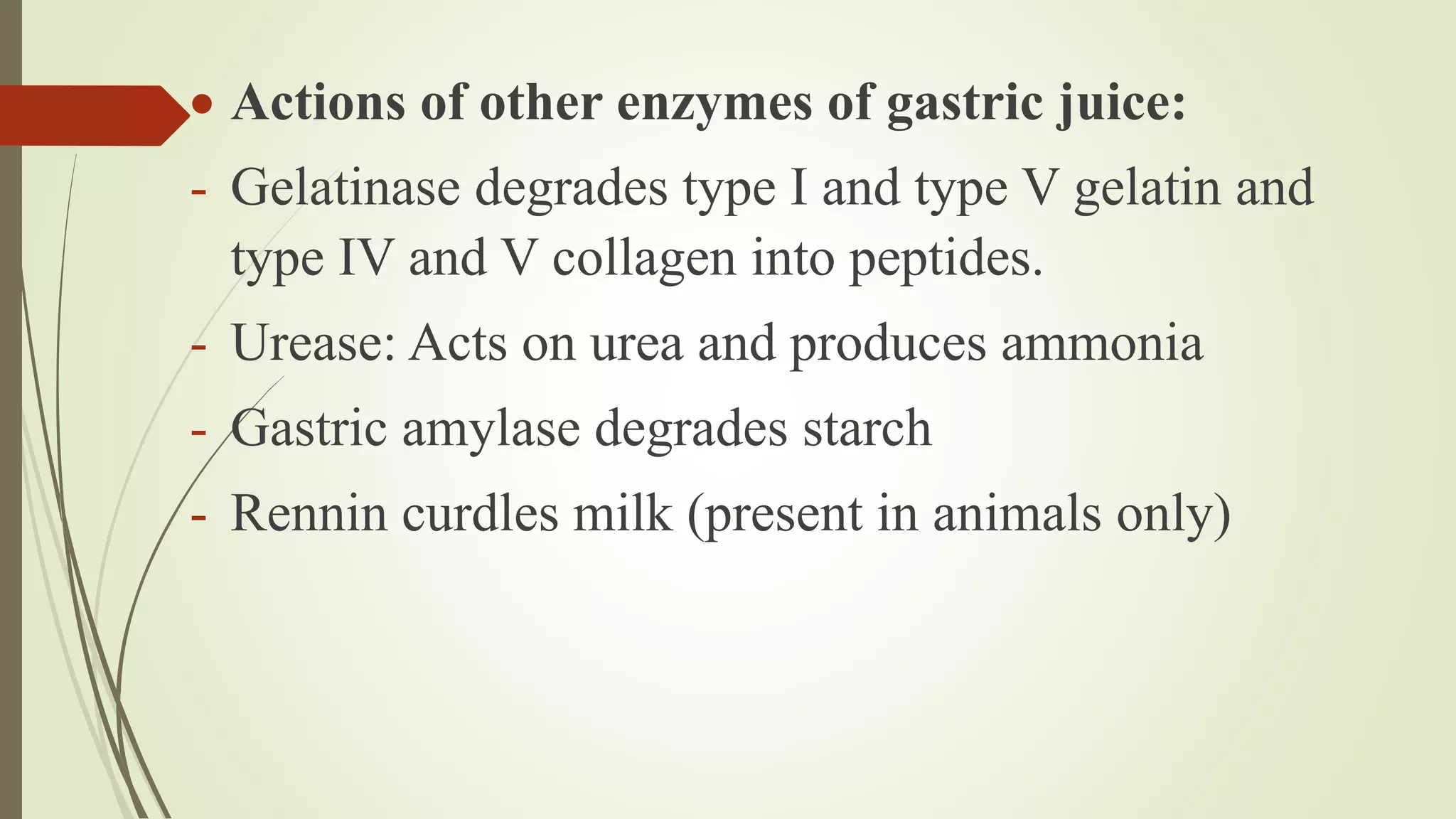 Actions of other enzymes of gastric juice:
- Gelatinase degrades type I and type V gelatin and
type IV and V collagen into peptides.
- Urease: Acts on urea and produces ammonia
- Gastric amylase degrades starch
- Rennin curdles milk (present in animals only)
 