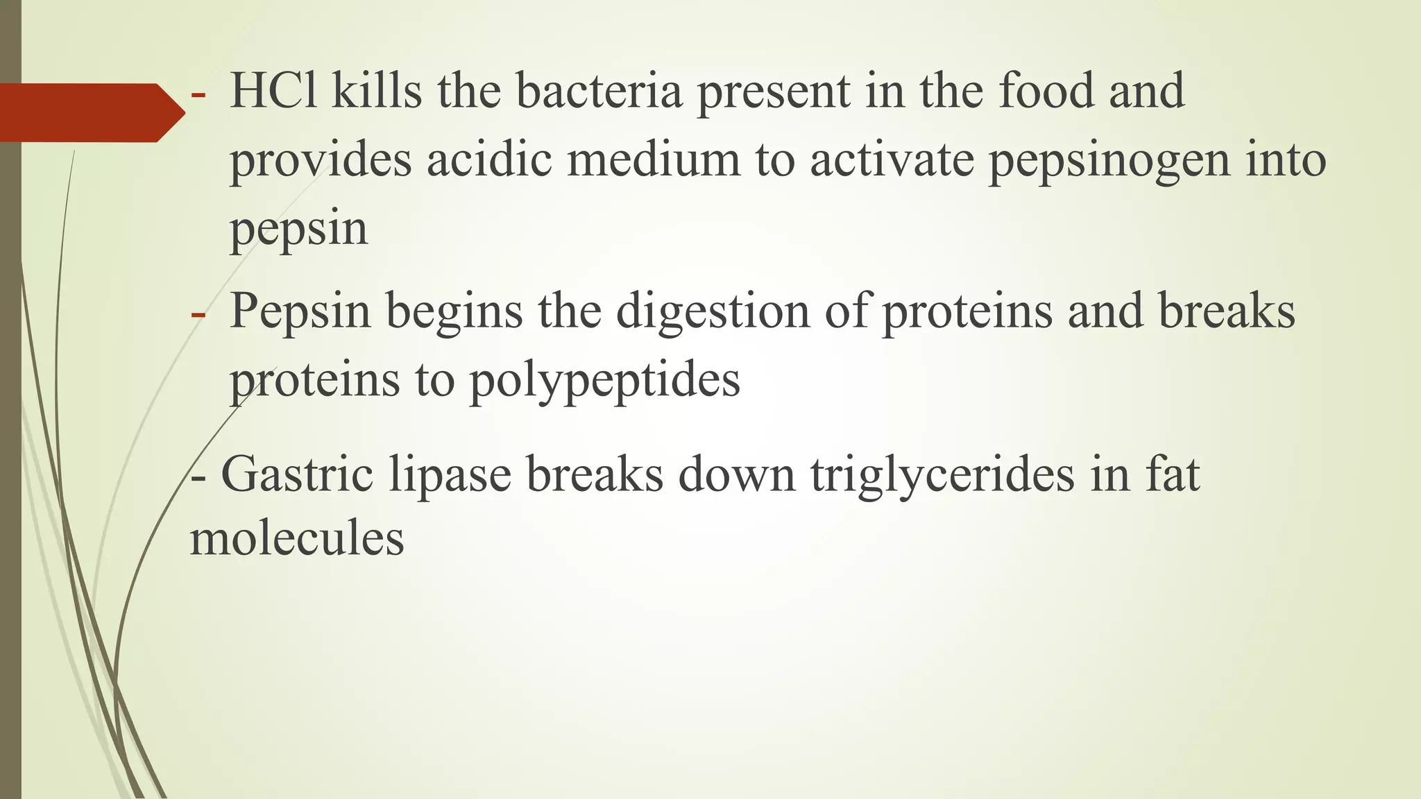 - HCl kills the bacteria present in the food and
provides acidic medium to activate pepsinogen into
pepsin
- Pepsin begins the digestion of proteins and breaks
proteins to polypeptides
- Gastric lipase breaks down triglycerides in fat
molecules
 