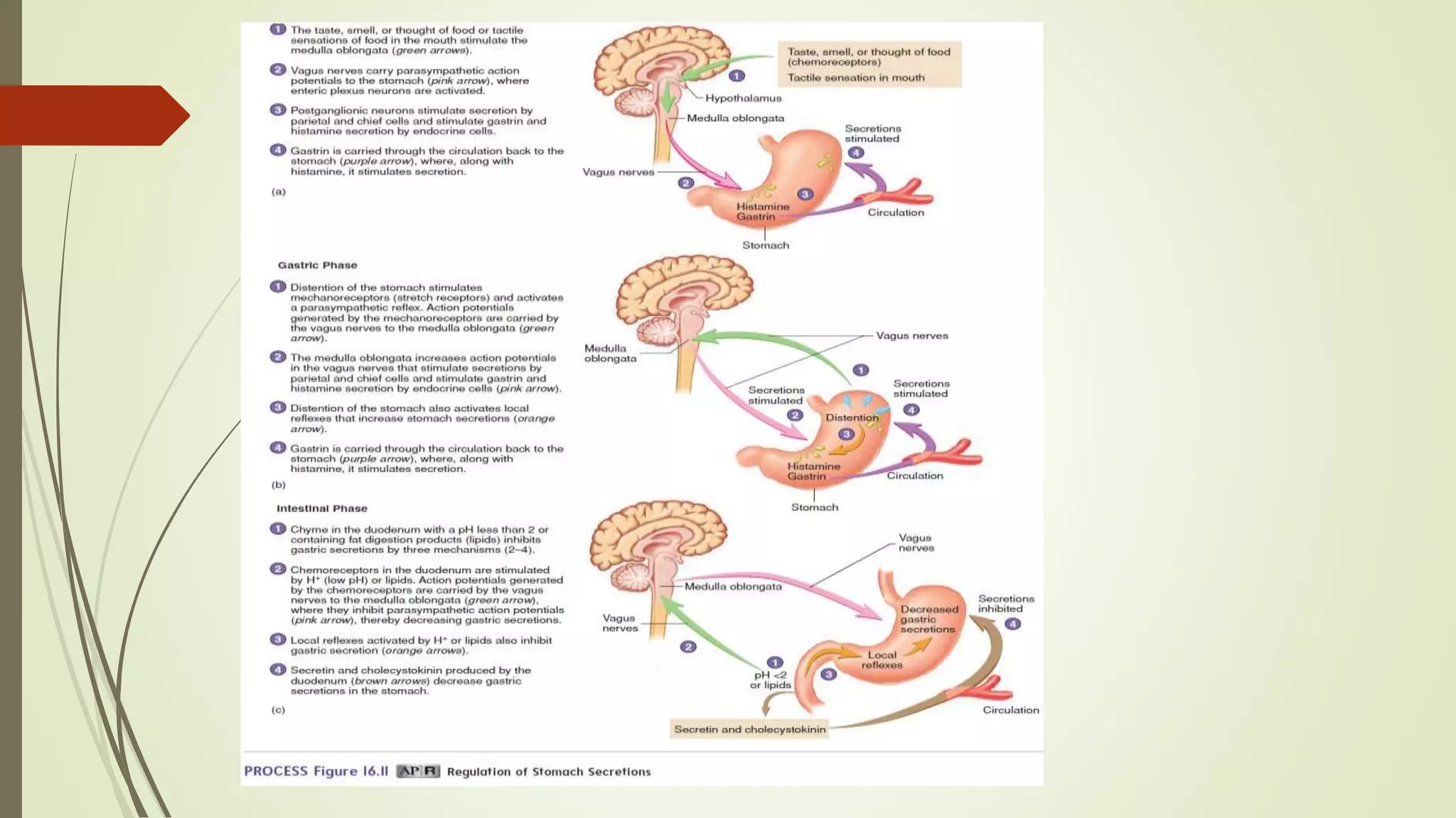 Digestive system.pptx