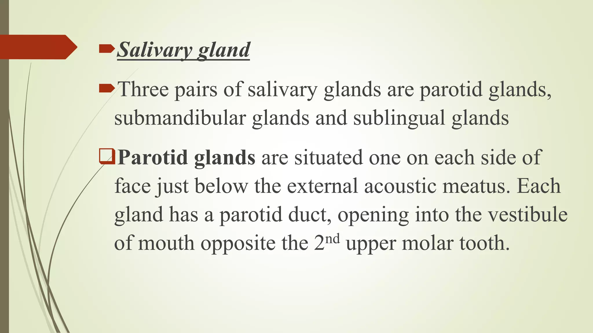 Salivary gland
Three pairs of salivary glands are parotid glands,
submandibular glands and sublingual glands
Parotid glands are situated one on each side of
face just below the external acoustic meatus. Each
gland has a parotid duct, opening into the vestibule
of mouth opposite the 2nd upper molar tooth.
 